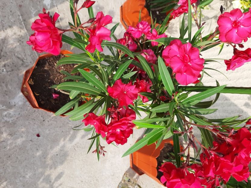  - Florile mele 2023