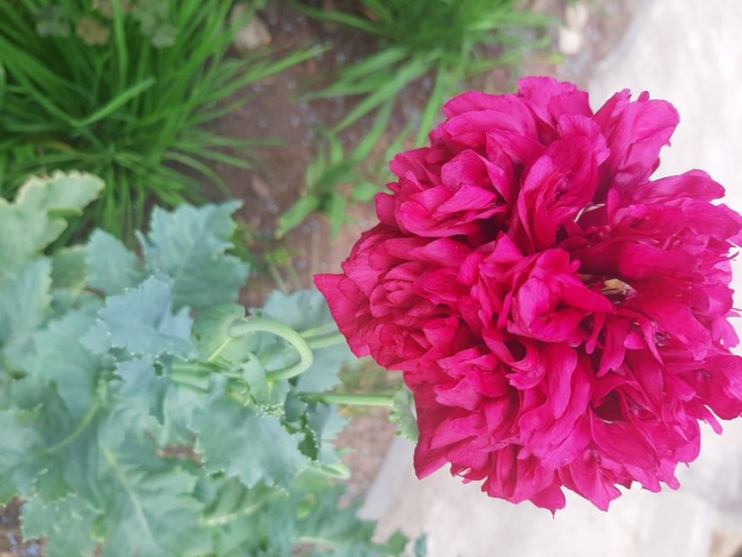 - Florile mele 2023
