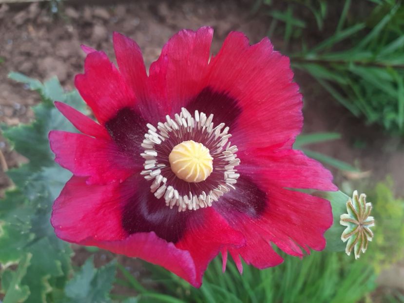  - Florile mele 2023