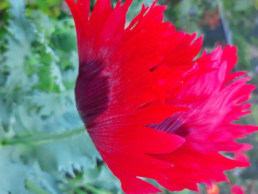  - Florile mele 2023