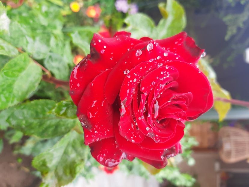  - Florile mele 2023