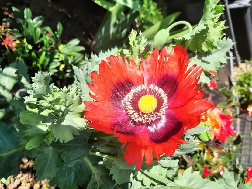  - Florile mele 2023