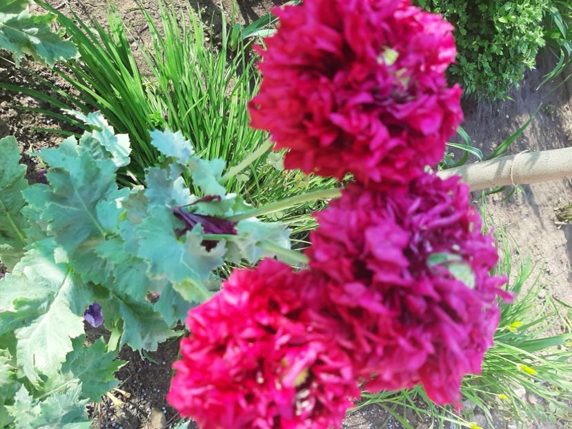  - Florile mele 2023