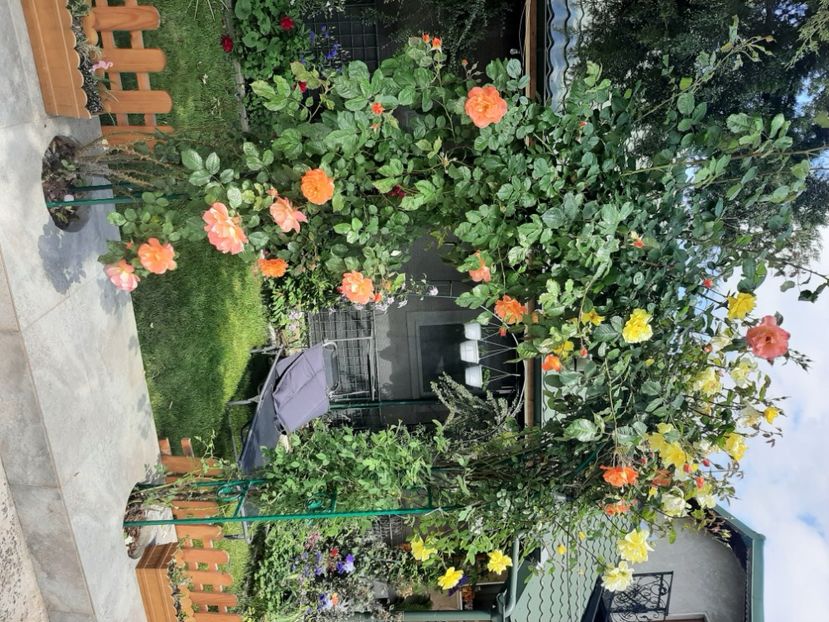  - Florile mele 2023