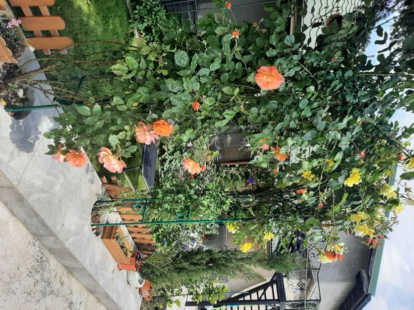  - Florile mele 2023