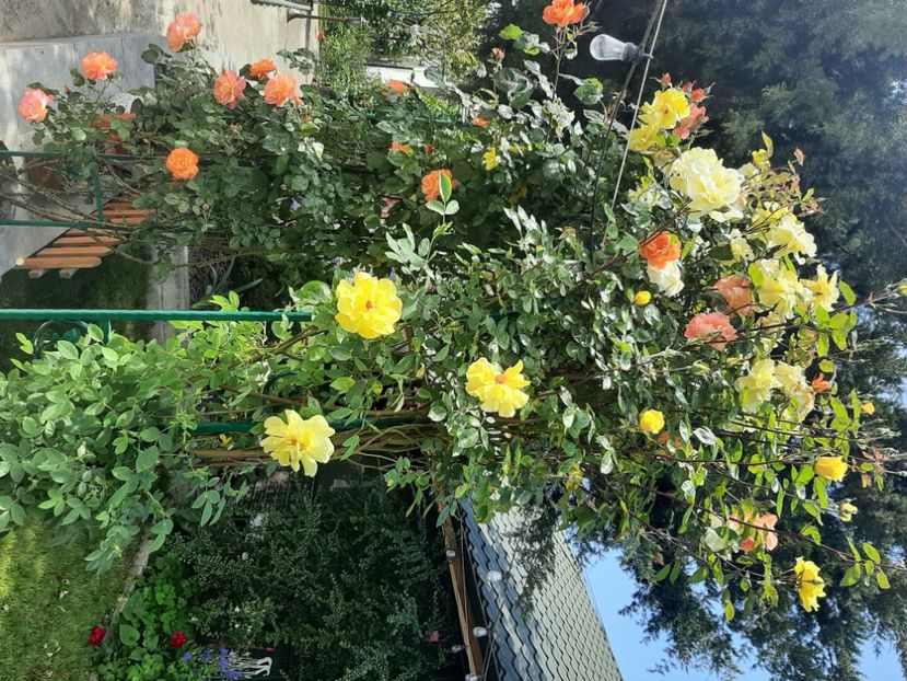  - Florile mele 2023