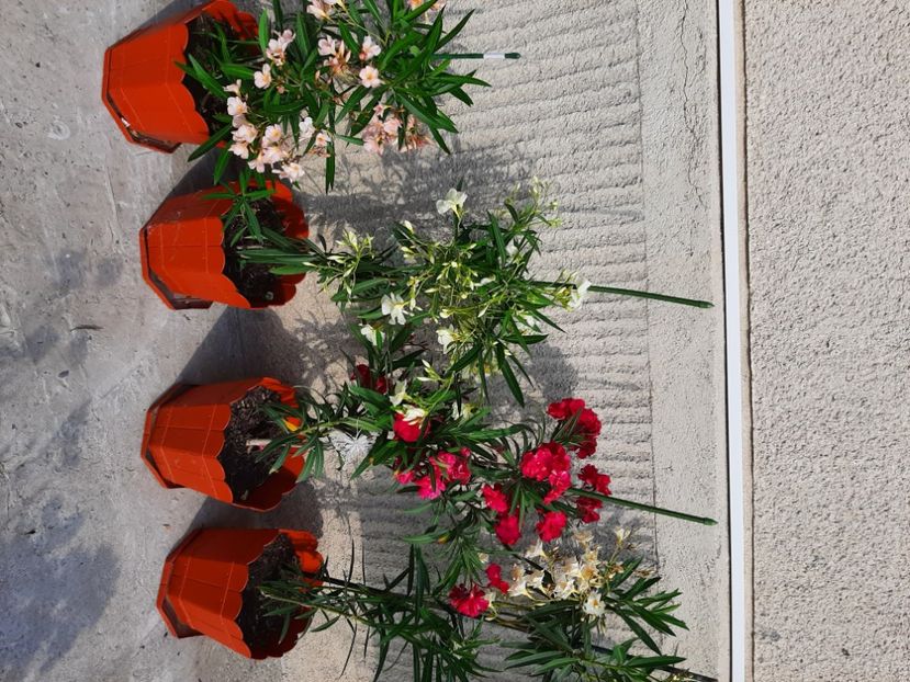  - Florile mele 2023