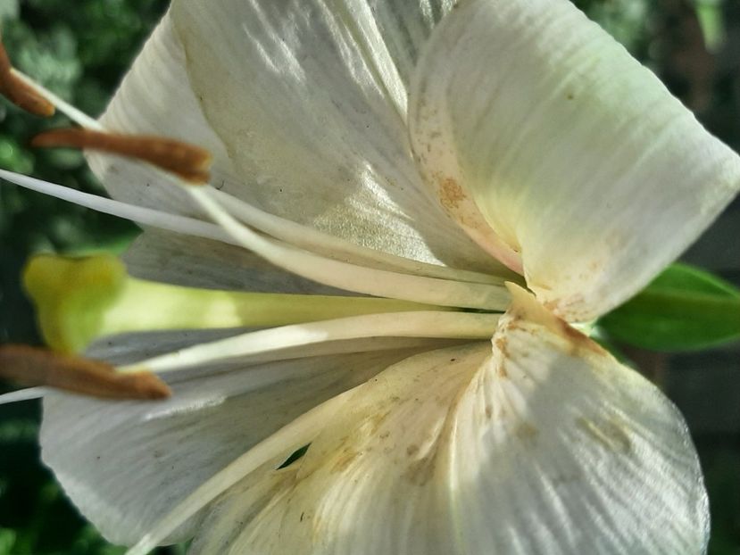 - Florile mele 2023