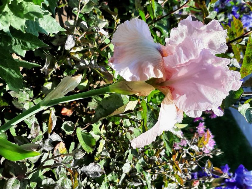  - Florile mele 2023
