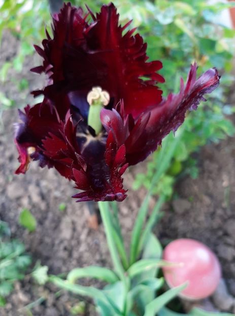  - Florile mele 2023