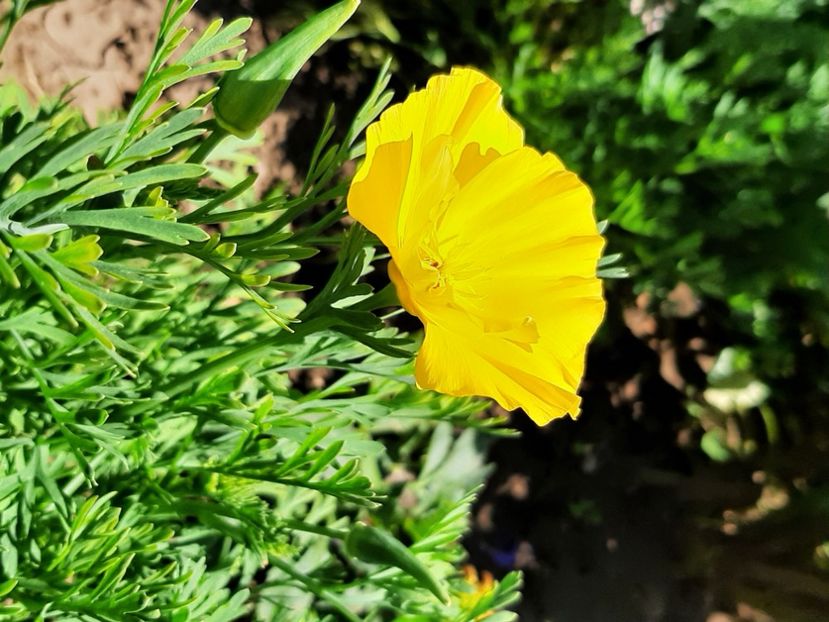  - Florile mele 2023