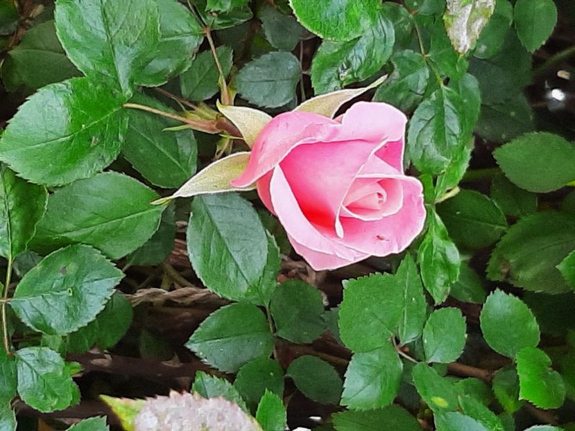  - Florile mele 2023