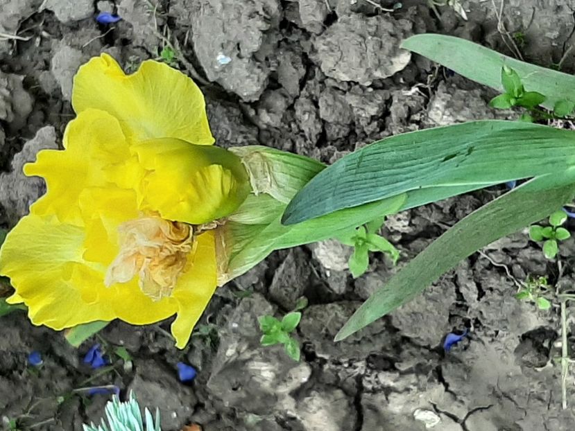  - Florile mele 2023