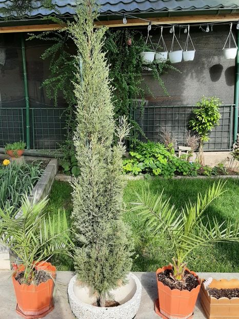  - Florile mele 2023