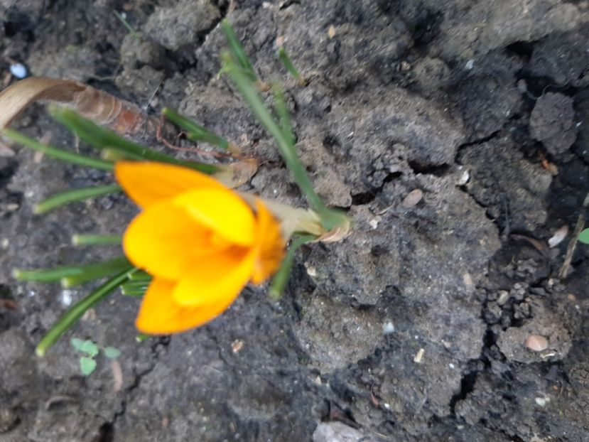 - Florile mele 2023