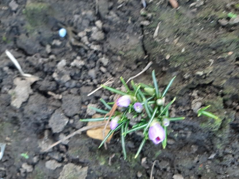  - Florile mele 2023