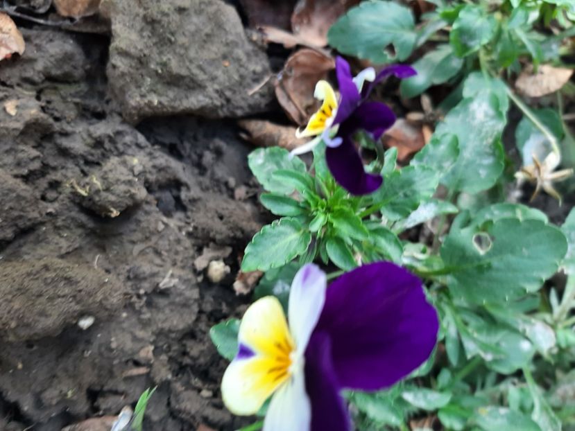  - Florile mele 2023