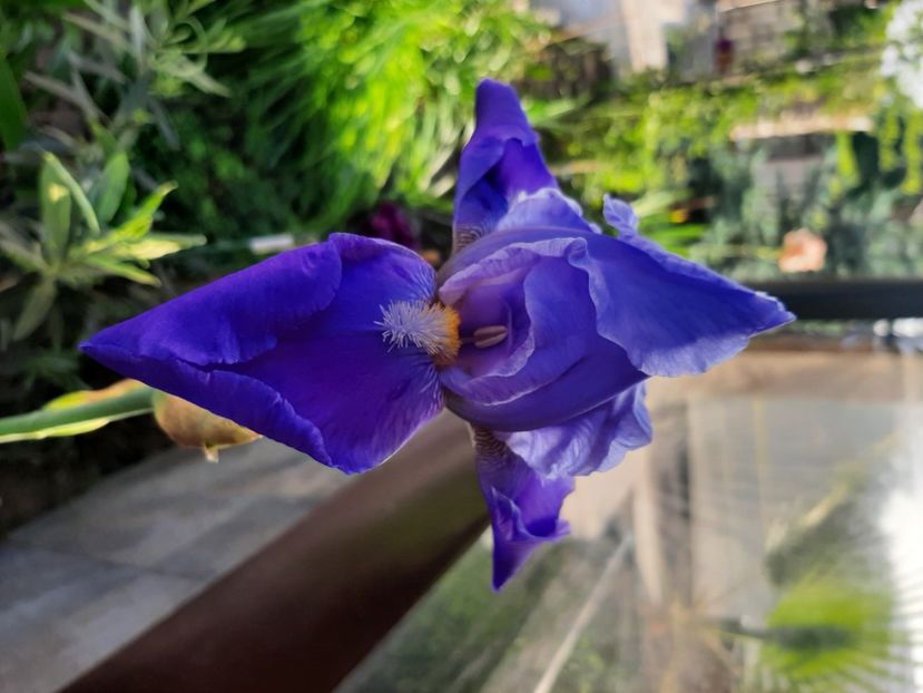  - Florile mele 2023