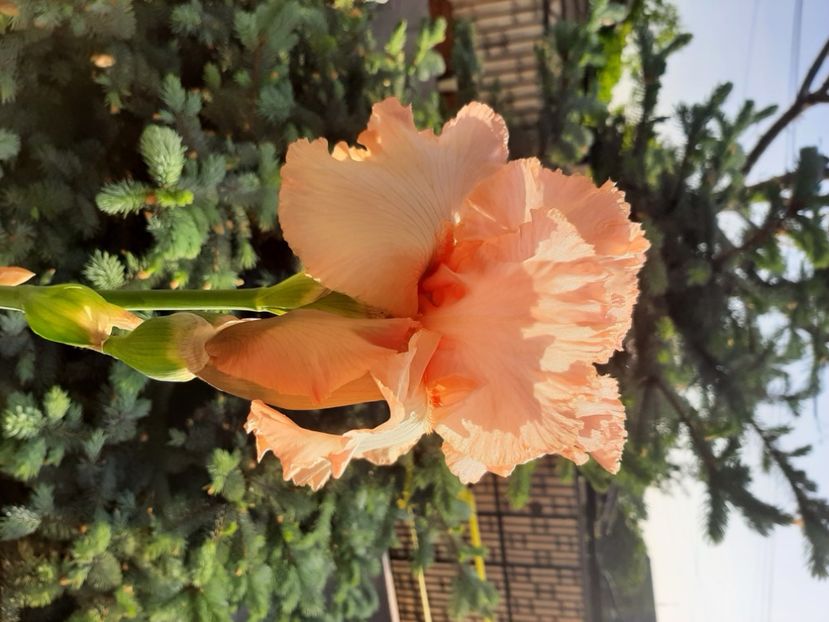  - Florile mele 2023