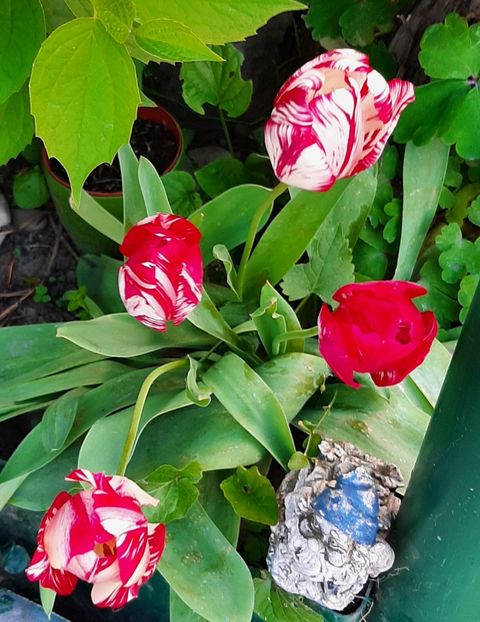  - Florile mele 2023