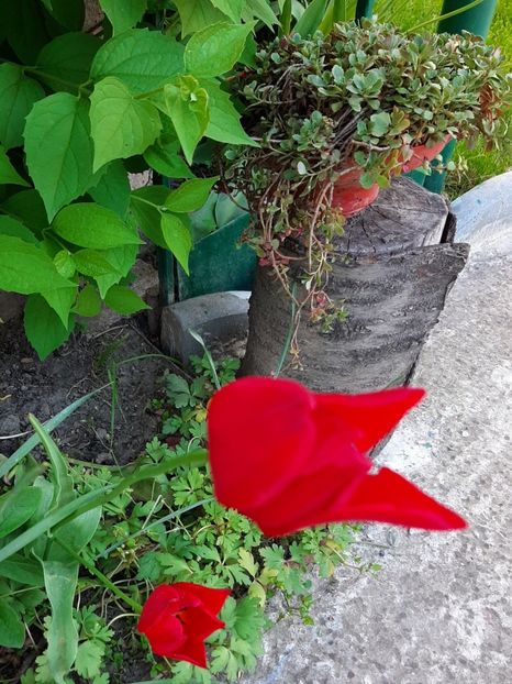  - Florile mele 2023