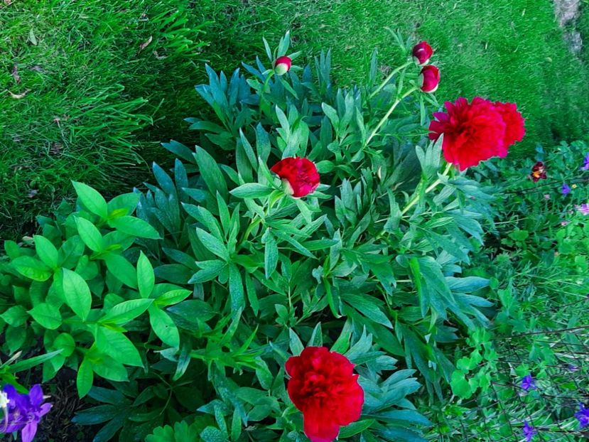  - Florile mele 2023