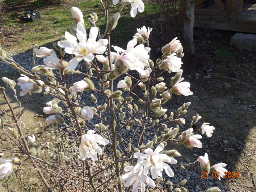 magnolia stellata Waterlily - z-Dobarland 2024
