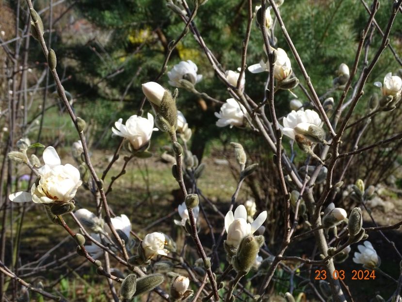 magnolia stellata - z-Dobarland 2024