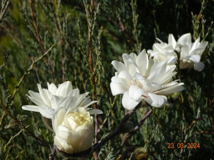 magnolia Mag's Pirouette - z-Dobarland 2024