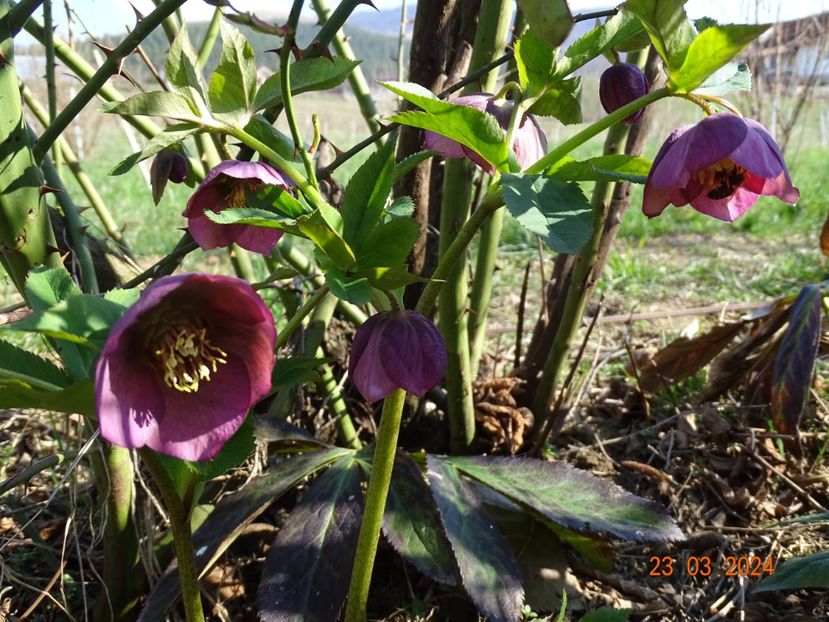 seedling - z-Dobarland 2024