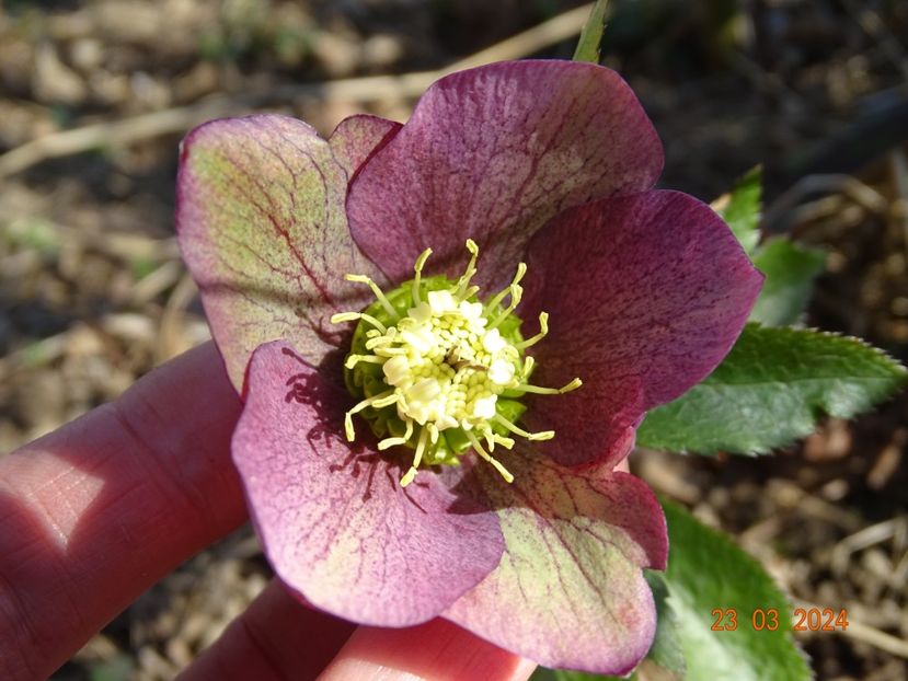 seedling - z-Dobarland 2024