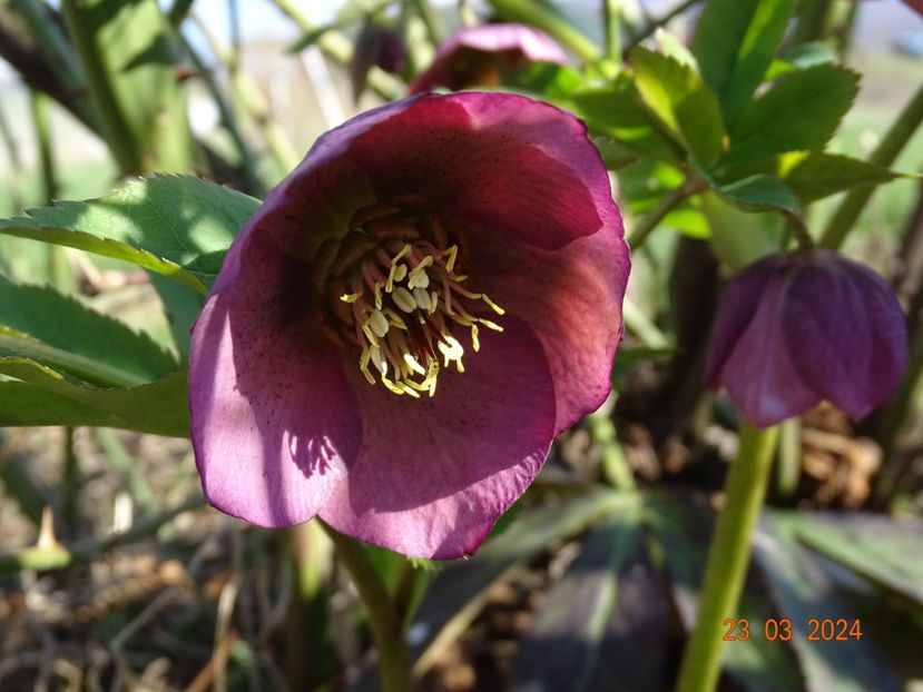 seedling - z-Dobarland 2024