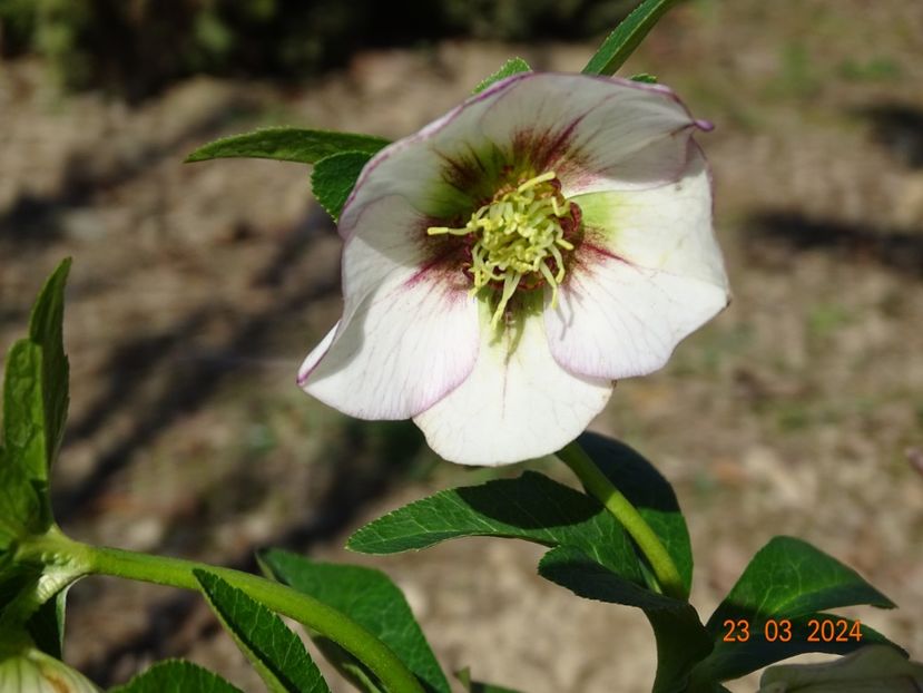 helleborus Painted Bounting - z-Dobarland 2024