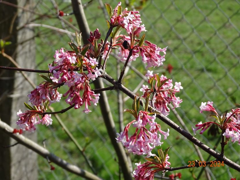 viburnum bodn. Charles Lamont - z-Dobarland 2024