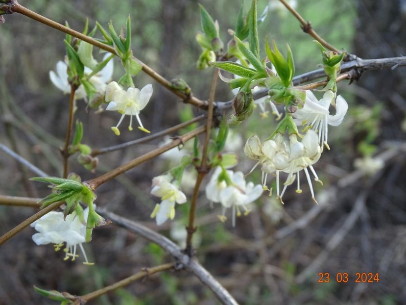 lonicera fragrantissima - z-Dobarland 2024