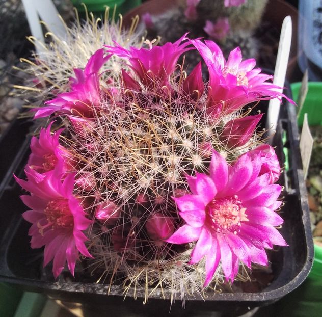 Mammillaria zeilmanniana - 2024