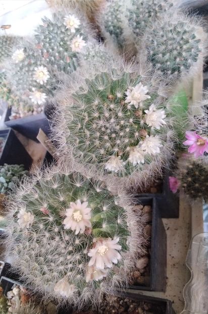 Mammillaria bocasana - 2024