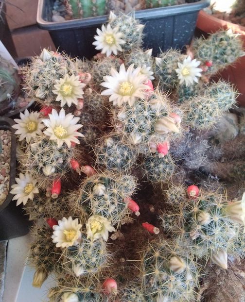 Mammillaria prolifera - 2024