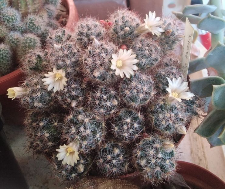 Mammillaria prolifera - 2024