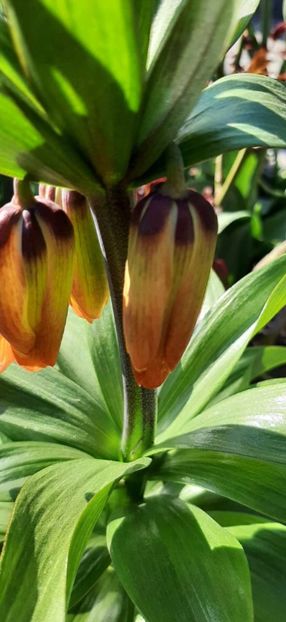 Messenger_creation_89d83f38-b958-4c01-8ca1-519f60ca3a23 - Flori de primăvară