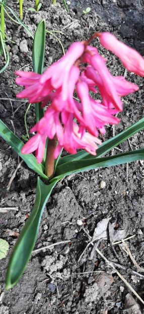 Messenger_creation_0e128902-bddd-4c60-b50a-f28636022cb5 - Flori de primăvară