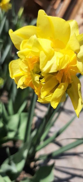 Messenger_creation_70fd985a-8c4e-4daf-a046-4408b758e682 - Flori de primăvară