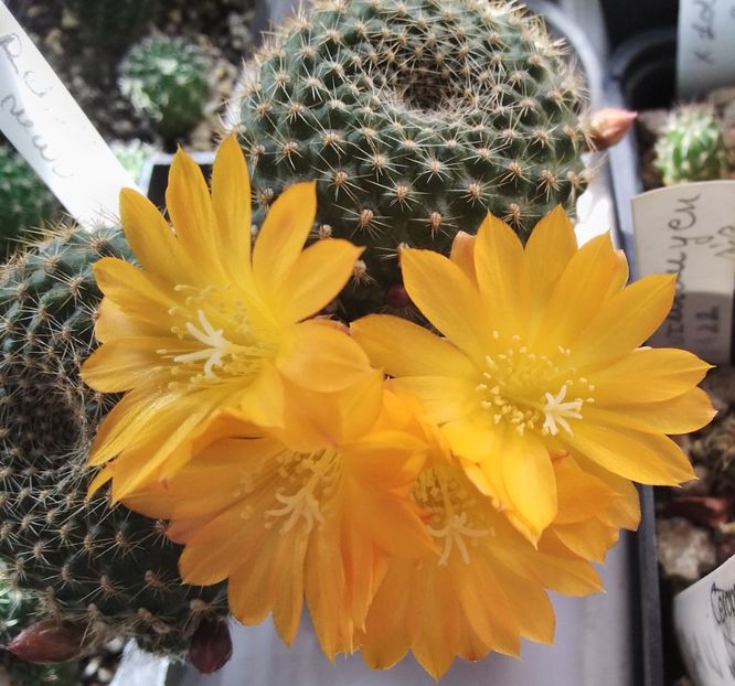 Rebutia marsoneri - 2024