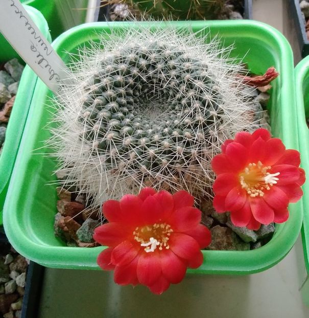 Rebutia minuscula - 2024