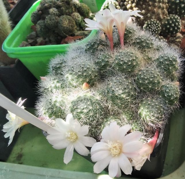 Rebutia albiflora - 2024
