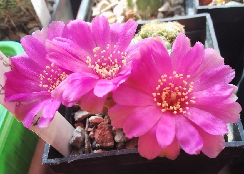 Sulcorebutia naunacensis  - 2024