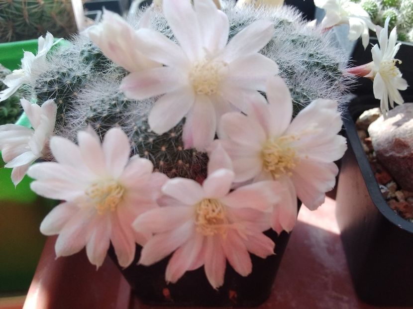 Rebutia albiflora - 2024