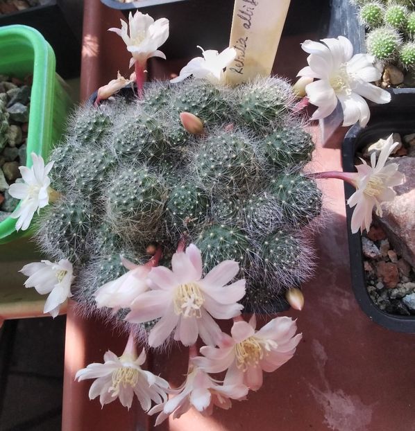 Rebutia albiflora - 2024