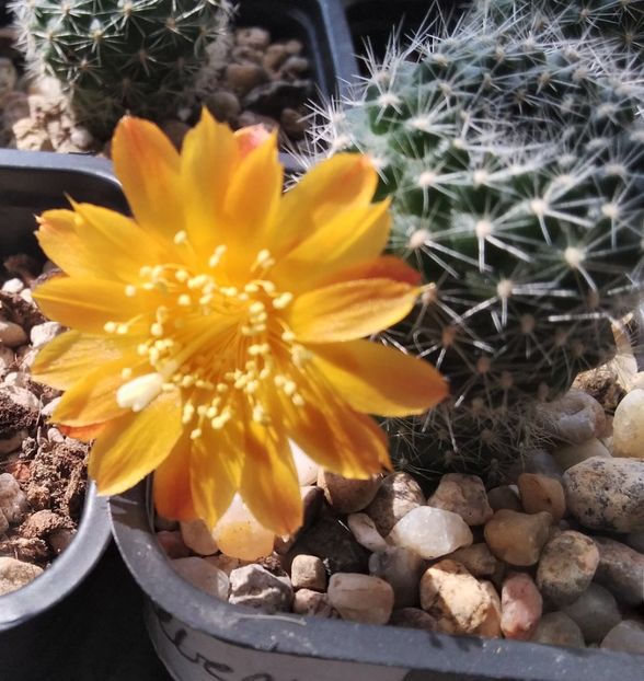 Rebutia senilis - 2024
