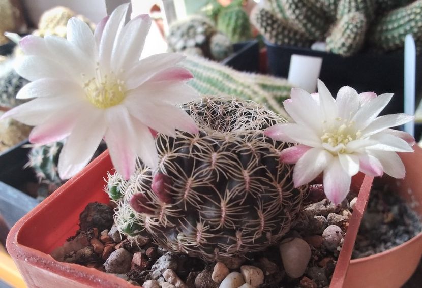 S. roberto-vasquezii LH 1424 - 2024